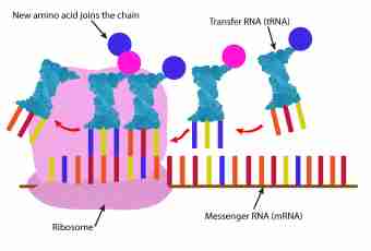 What types of RNA exist in a cage where they are synthesized
